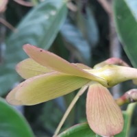 Doona macrophylla Thwaites